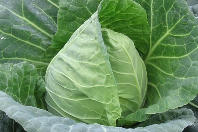 Caterpillars on your cabbages? Picking them off by hand is the best solution.