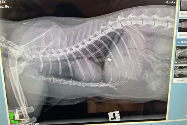 An X-Ray image taken of Simba after the incident. Picture: Joshi Cole
