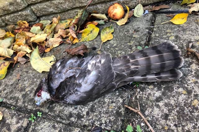 The dead sparrowhawk. Pic RSPB