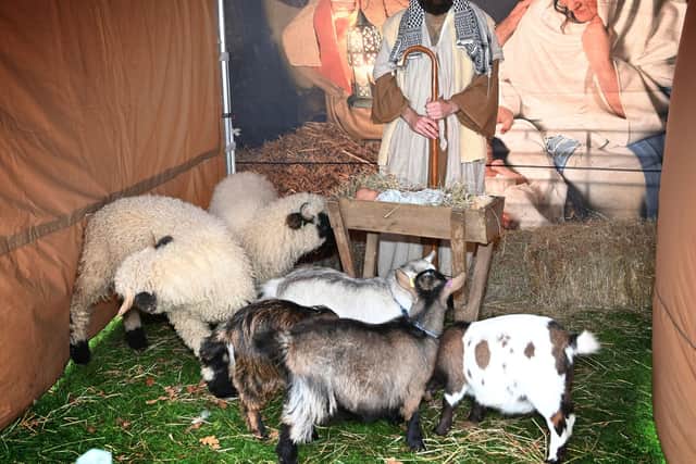Live Nativity events include real animals and actors telling the story of the first Christmas