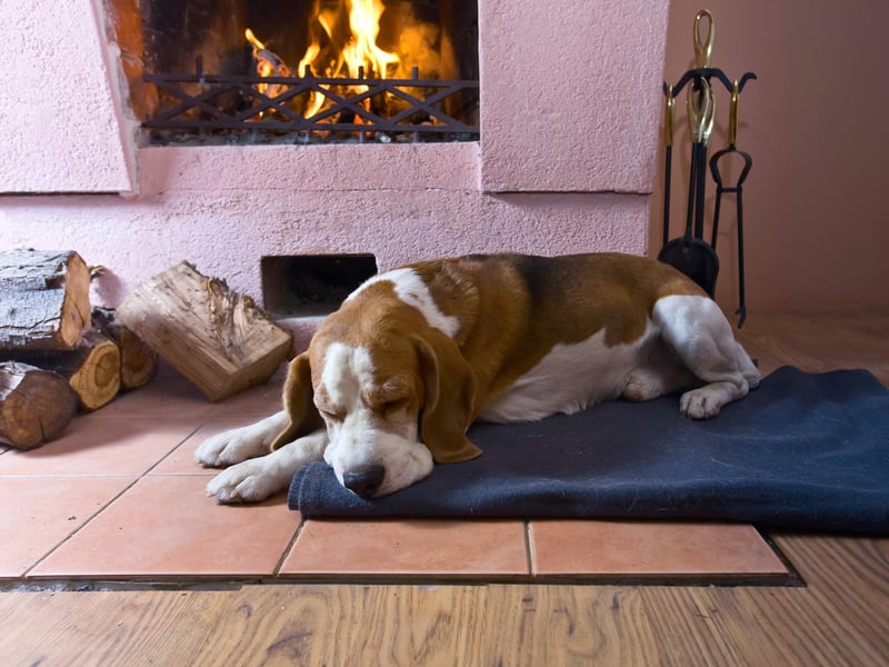 Beagles have been named one of the most instagrammable dogs. 

Picture: Shutterstock