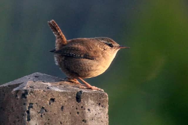 A wren. Picture: Graham May