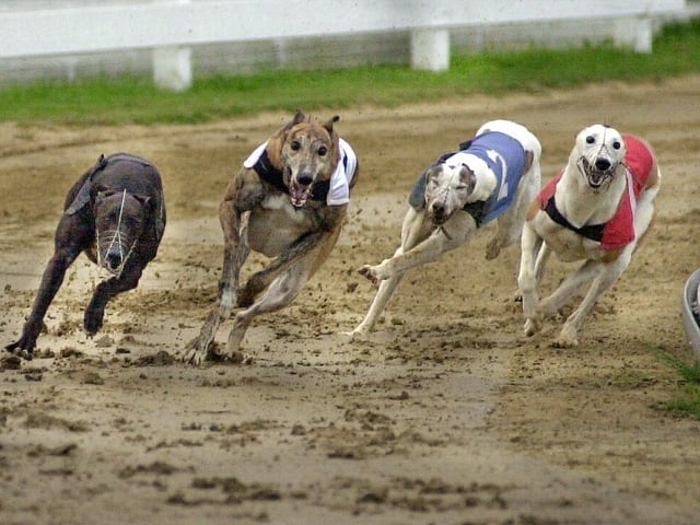 Runners get off to a flying start in the 8-06pm Volkeswagen Golf GTI Challenge race at Tipner Stadium. Picture: Mike Scaddan. 012884_0081