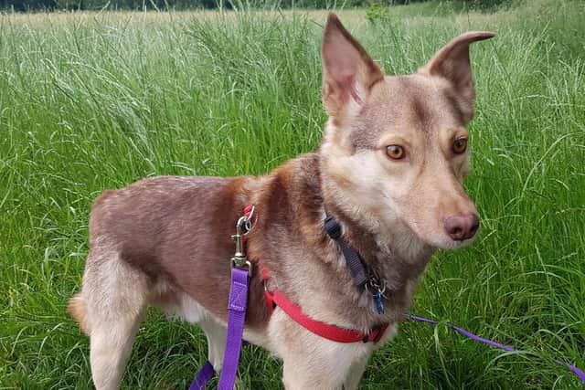 Chris Boothby and his Romanian rescue dog Sam are taking on a 1,200 mile east to west trek to raise awareness of mental health issues