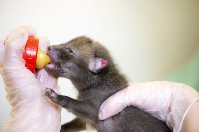 Hand-fed fox cub at Brent Lodge Wildlife Hospital
