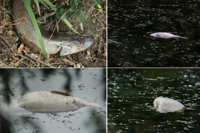 Scores of fish have been found dead in Fort Brockhurst's moat after the recent hot weather.  Picture: Ashley Parkes