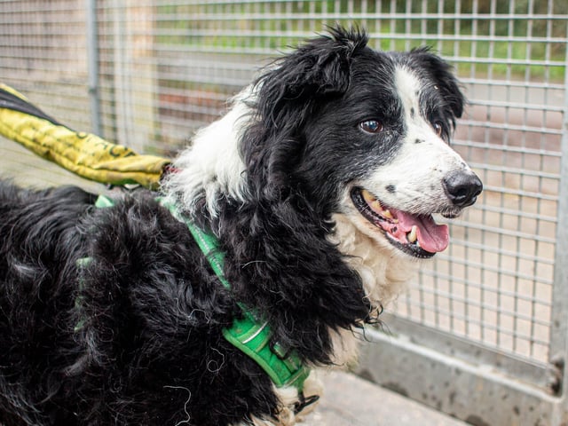 RSPCA The Stubbington Ark, Stubbington on Tuesday 13th February 2024
Pictured: Saffie
Picture: Habibur Rahman