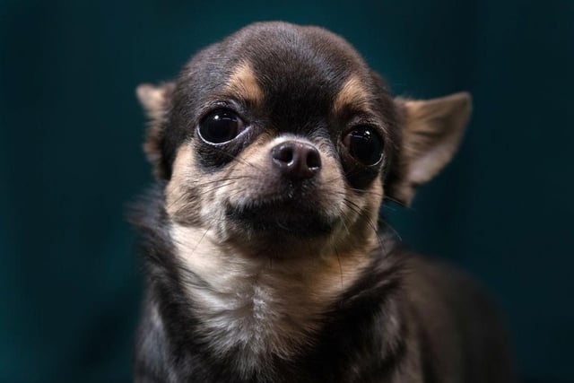 Chihuahuas have featured in 34,567,175 hashtags. 
(Photo by Matt Cardy/Getty Images)