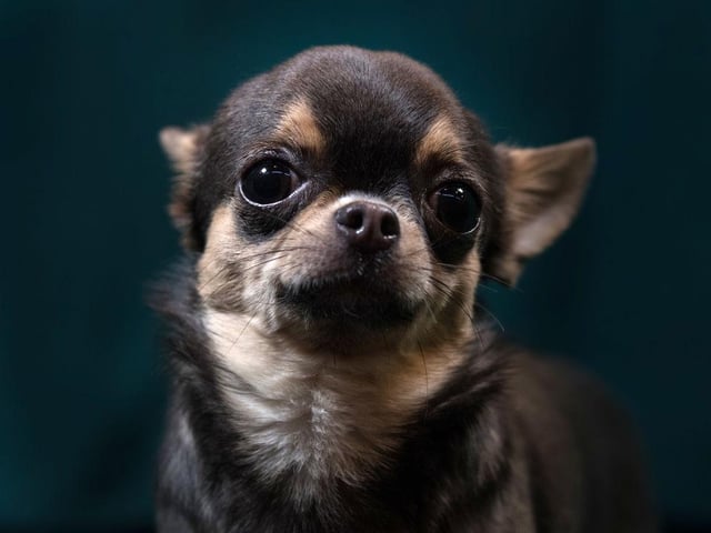 Chihuahuas have featured in 34,567,175 hashtags.
(Photo by Matt Cardy/Getty Images)