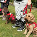 Newly accredited PTSD assistance dogs Gunner, Deputy, Sweep & Freddy stand proudly with their Veterans