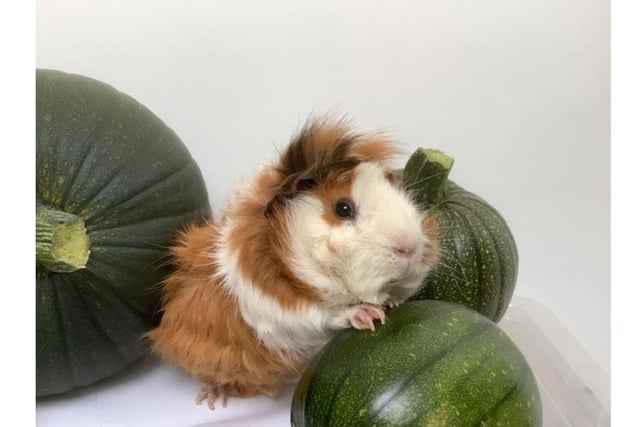 Wilbur was surrendered to a rescue as he was not getting on with another male guinea pig. After having Wilbur neutered he lived with a group of 9 lady piggies and had a fabulous life and loved being stroked on his head.