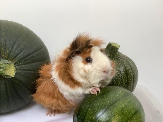 Wilbur was surrendered to a rescue as he was not getting on with another male guinea pig. After having Wilbur neutered he lived with a group of 9 lady piggies and had a fabulous life and loved being stroked on his head.
