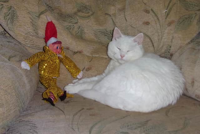 Bella from Gosport Cats Protection spending time with elves in her new home