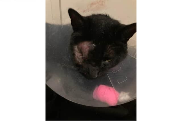 Casper the cat from Whiteley after an operation to remove his eye. Picture: Catherine Mace