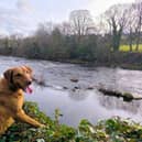 Springtime can pose a number of hazards for our dogs - Animal News Agency