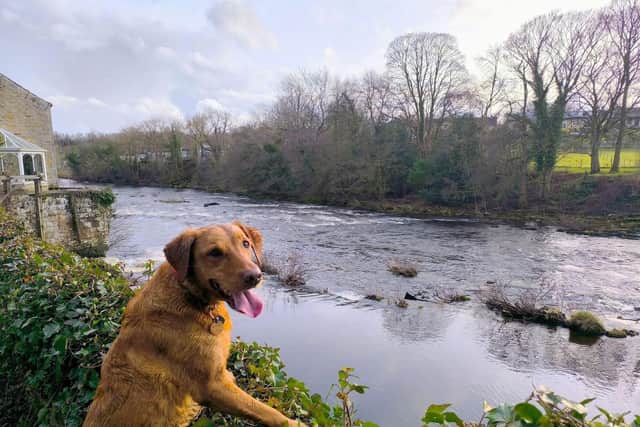 Springtime can pose a number of hazards for our dogs - Animal News Agency
