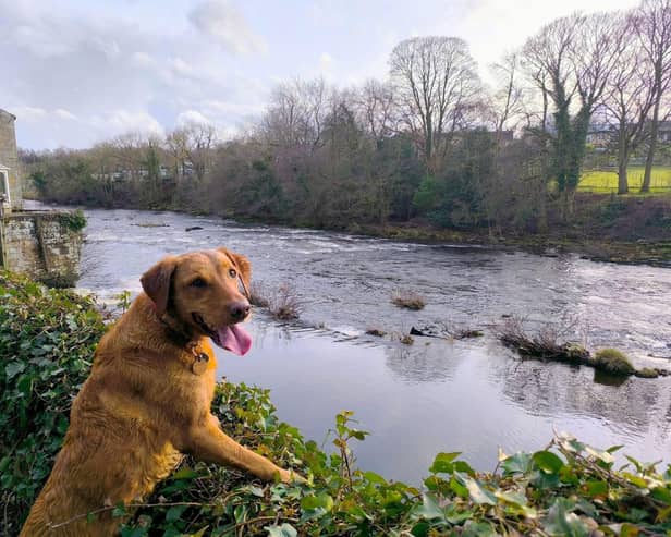 Springtime can pose a number of hazards for our dogs - Animal News Agency