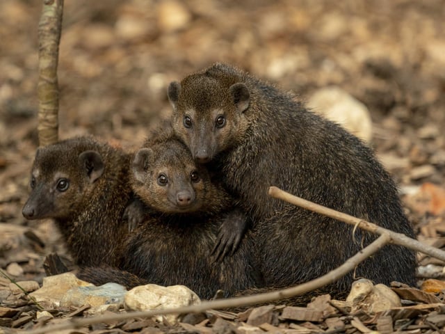 Children aged two and under get access to the zoo free of charge and adult tickets cost £26, which includes a donation.
