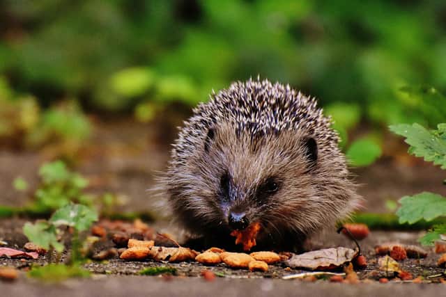 Hedgehogs and other wildlife need support over winter - Animal News Agency