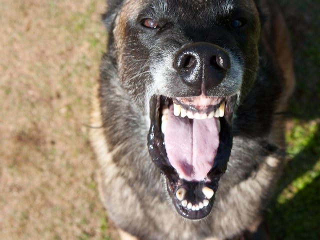 Dogs may be Britain's favourite pet, but not for the the 12 per cent of people with cynophobia - the fear of dogs.