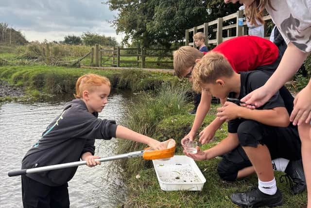 Bosmere Junior School pond dipping in Fishbourne Meadow