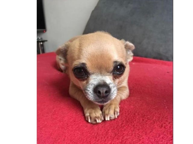 Juliette Thompson shared this adorable picture of Binky.