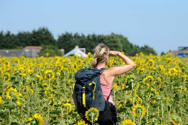 Sam's Sunflowers in Hayling Island, part of Stoke Fruit Farm.

Picture: Sarah Standing