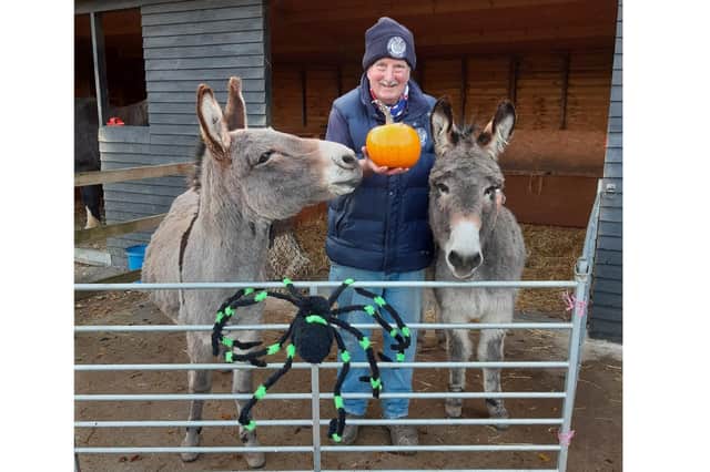 Hayling Island Donkey Sanctuary is set to open for visitors over Halloween weekend. Pictured with volunteer Phill Upshall are retired beach donkeys Ollie and Rusty waiting for some tasty pumpkin