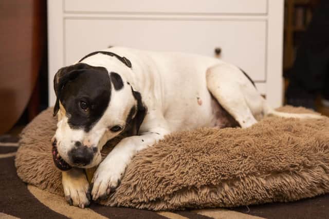 Patrick (61) and Paula (55) Morling won £1million on a scratchcard in 2018 thanks to their dog Ollie, who has now received life-saving surgery thanks to the win. Picture credit: James Robinson