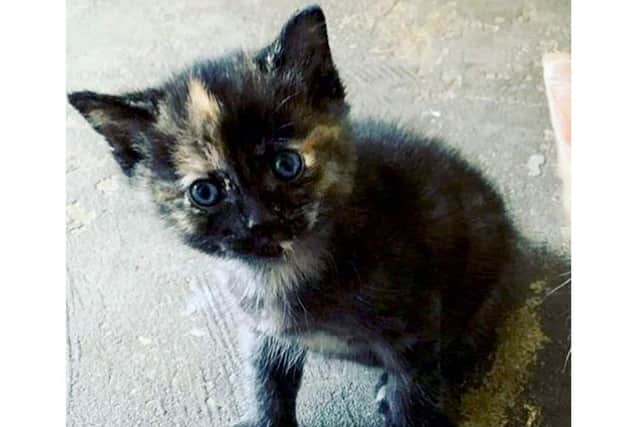 Lady, an 11-month-old cat, was found beheaded in Hilsea last week.