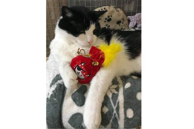 Cats Protection's Gosport Town branch is appealing for funds to help look after the cats in their care while they cannot be rehomed. Bertie is one of the cats looking for a home when lockdown allows it.  Picture: Cats Protection