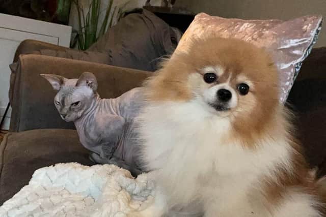 Kiki the dog.