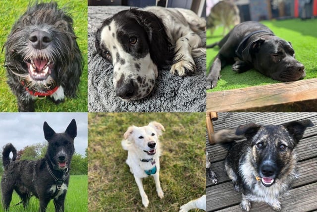 Some of the beautiful dogs up for adoption in the Hampshire area.