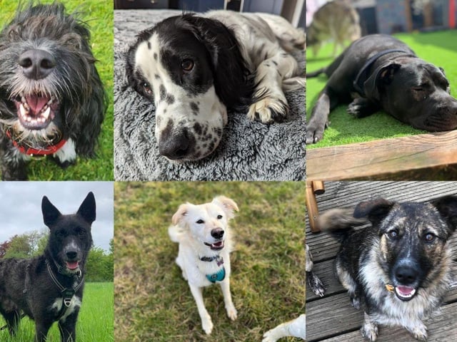 Some of the beautiful dogs up for adoption in the Hampshire area.