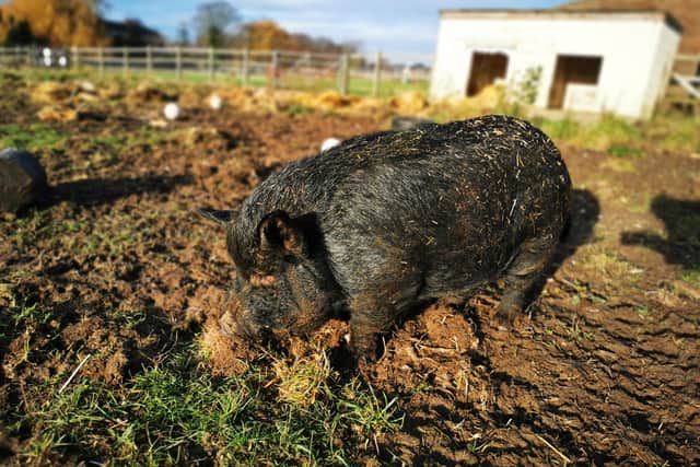 Stubbington Ark RSPCA animal shelter has launched a fundraising campaign called 1,000 Animal Lovers. Pictured: Turbo, a pig who has been reserved for a new home