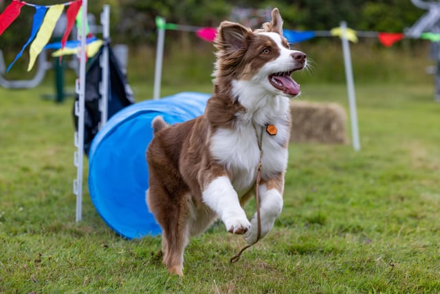 Ralphie (Australian Shepherd, 5 months old) charges through the assault course. Picture: Mike Cooter (210724)