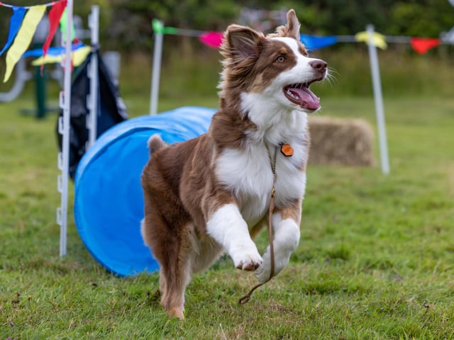 Ralphie (Australian Shepherd, 5 months old) charges through the assault course. Picture: Mike Cooter (210724)