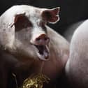 Two people have been injured after two large pigs charged on to a golf course in West Yorkshire. Picture: Nathan Stirk/Getty Images
