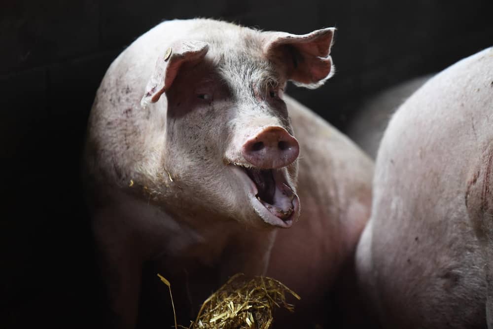 Two people have been injured after two large pigs charged on to a golf course in West Yorkshire. Picture: Nathan Stirk/Getty Images