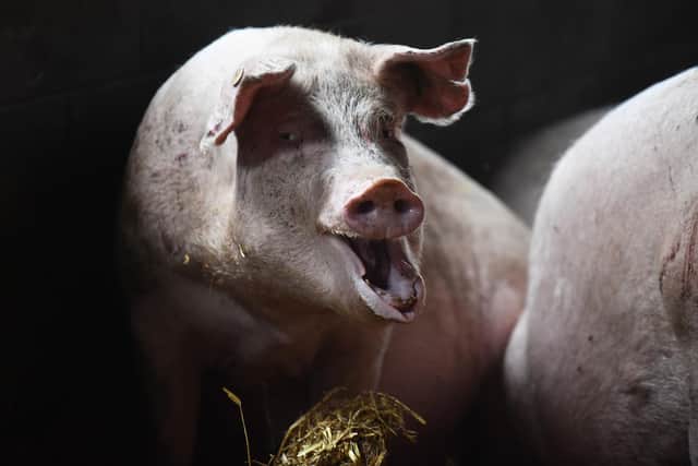 Two people have been injured after two large pigs charged on to a golf course in West Yorkshire. Picture: Nathan Stirk/Getty Images