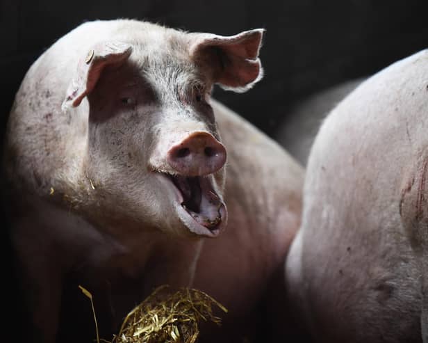 Two people have been injured after two large pigs charged on to a golf course in West Yorkshire. Picture: Nathan Stirk/Getty Images