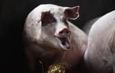 Two people have been injured after two large pigs charged on to a golf course in West Yorkshire. Picture: Nathan Stirk/Getty Images