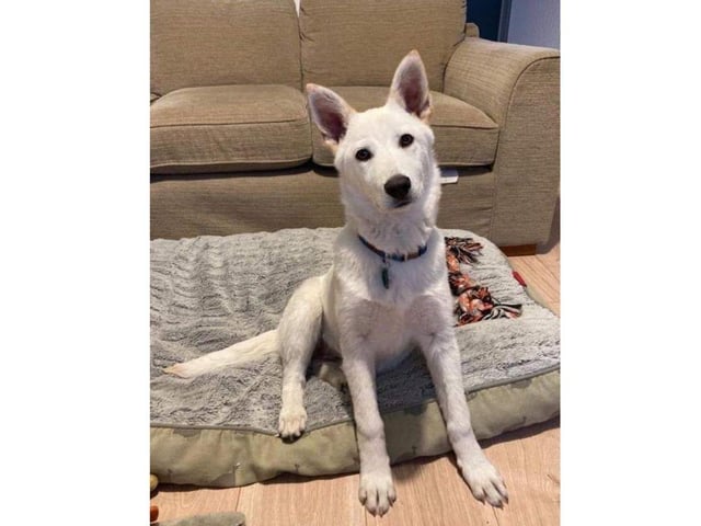 Popcorn is a sweet 5 month old medium sized crossbreed girl puppy.
She is food motivated and her training is going really well. She loves lots of cuddles, strokes and tummy rubs and she is brilliant with children.
The charity is working on her toilet training and she will paw at the door to tell you when she needs to go out.
Her walking training has only just begun, she is happy to wear her harness and walks politely on her lead.
Adoption fee is £425 and this includes vaccines, vet check, microchip, flea & worm treatment, 5 weeks insurance with Agria and post adoption consult with an experienced behaviourist.
