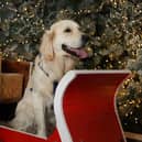 Dobbies garden centre in Havant has a Santa Paws grotto experience for dogs this Christmas. Picture by Stewart Attwood