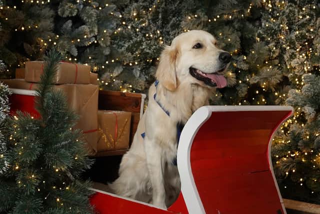 Dobbies garden centre in Havant has a Santa Paws grotto experience for dogs this Christmas. Picture by Stewart Attwood