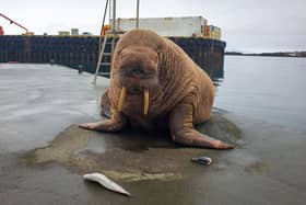 Thor the wandering Walrus has resurfaced in Iceland nearly two months after he was last spotted in the UK. Picture: Elis Petur / SWNS
