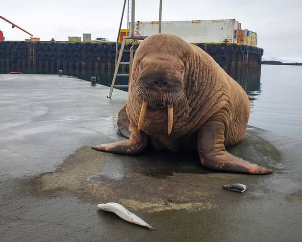 Thor the wandering Walrus has resurfaced in Iceland nearly two months after he was last spotted in the UK. Picture: Elis Petur / SWNS