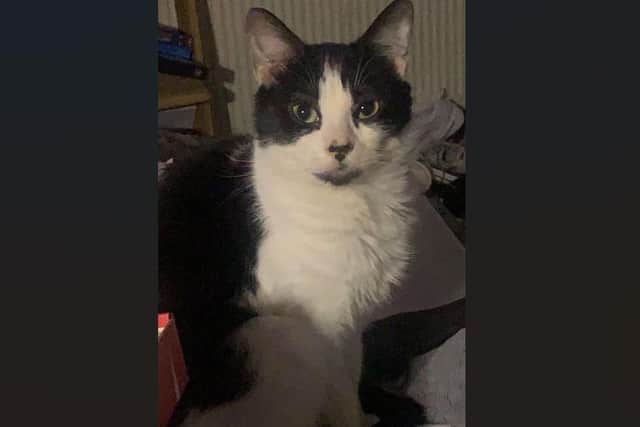 The residents of the collapsed house in Langford Road are desperately trying to locate their missing cat, Munchkin.