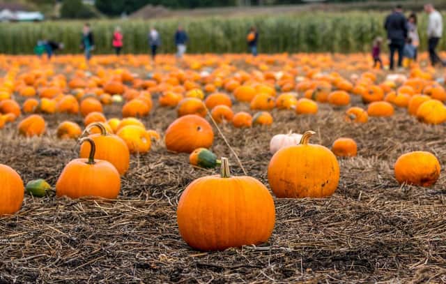 Pumpkin picking has become very popular in the run up to Halloween (Shutterstock)