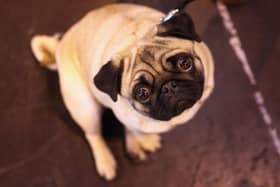 Blaise's family have been borrowing a pug. Picture by Getty Images